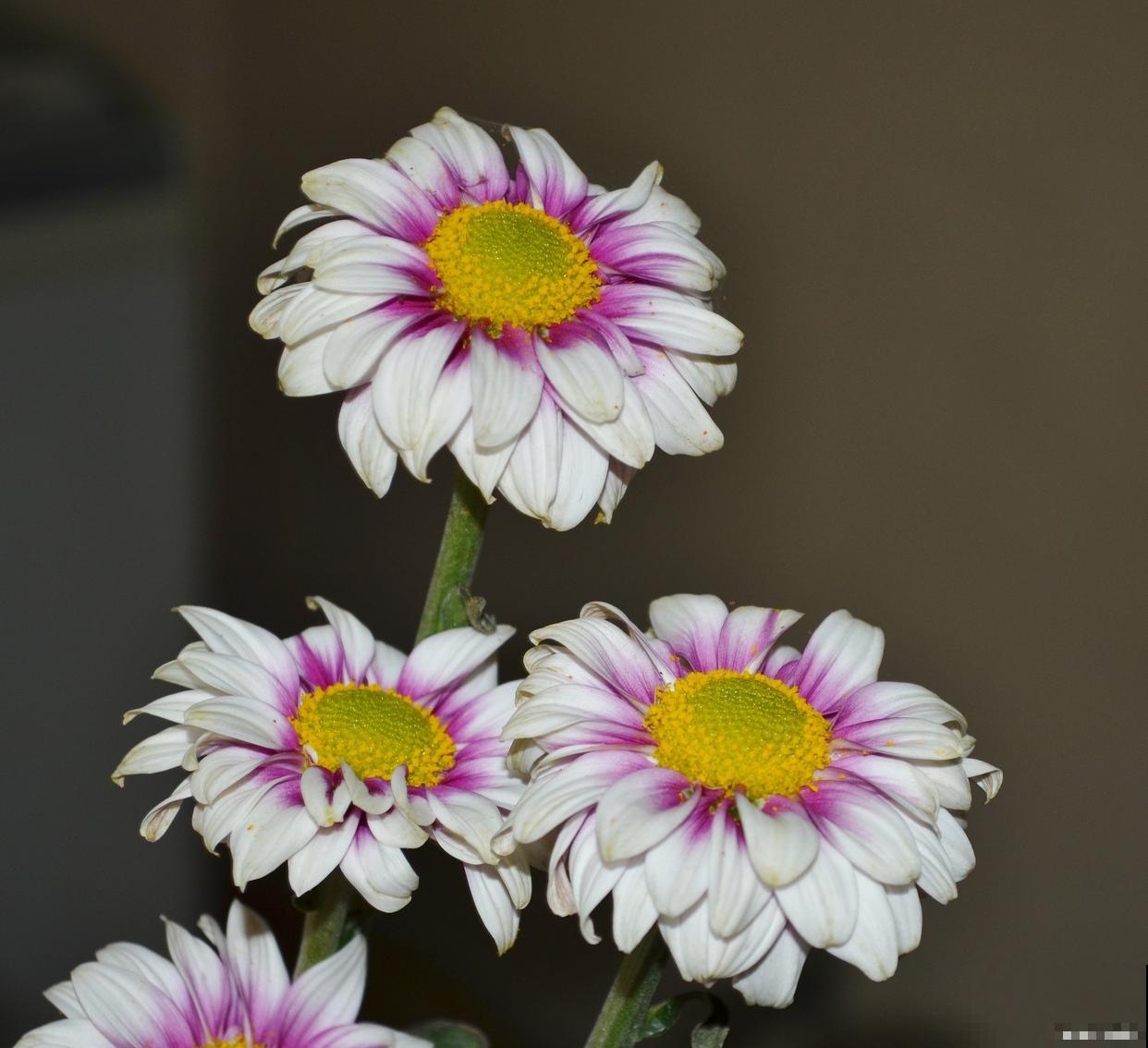 长日照的花卉有哪些 长日照的花卉有哪些