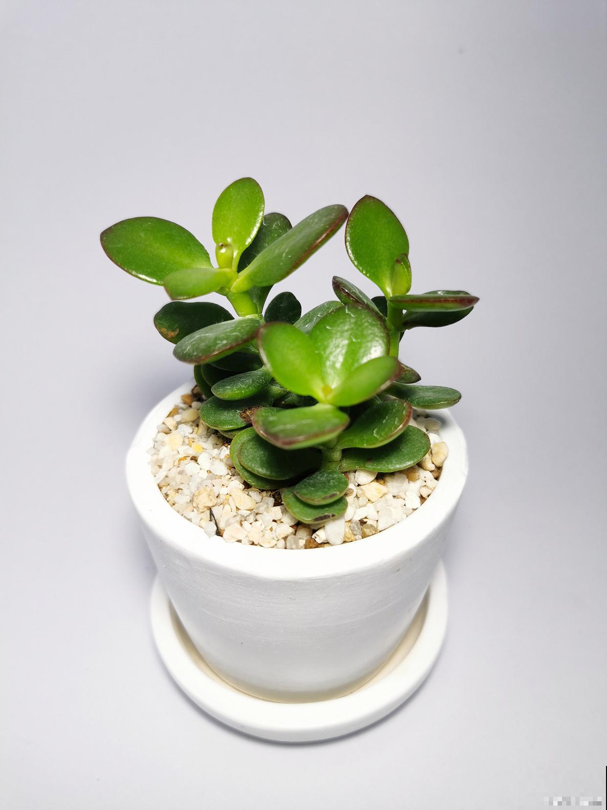 金钱木怎么修剪好看 金钱木怎么修剪好看