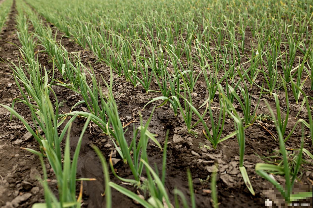 阳台盆栽大蒜的种植方法