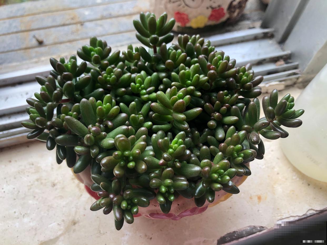 五十铃玉怎么养得肥胖