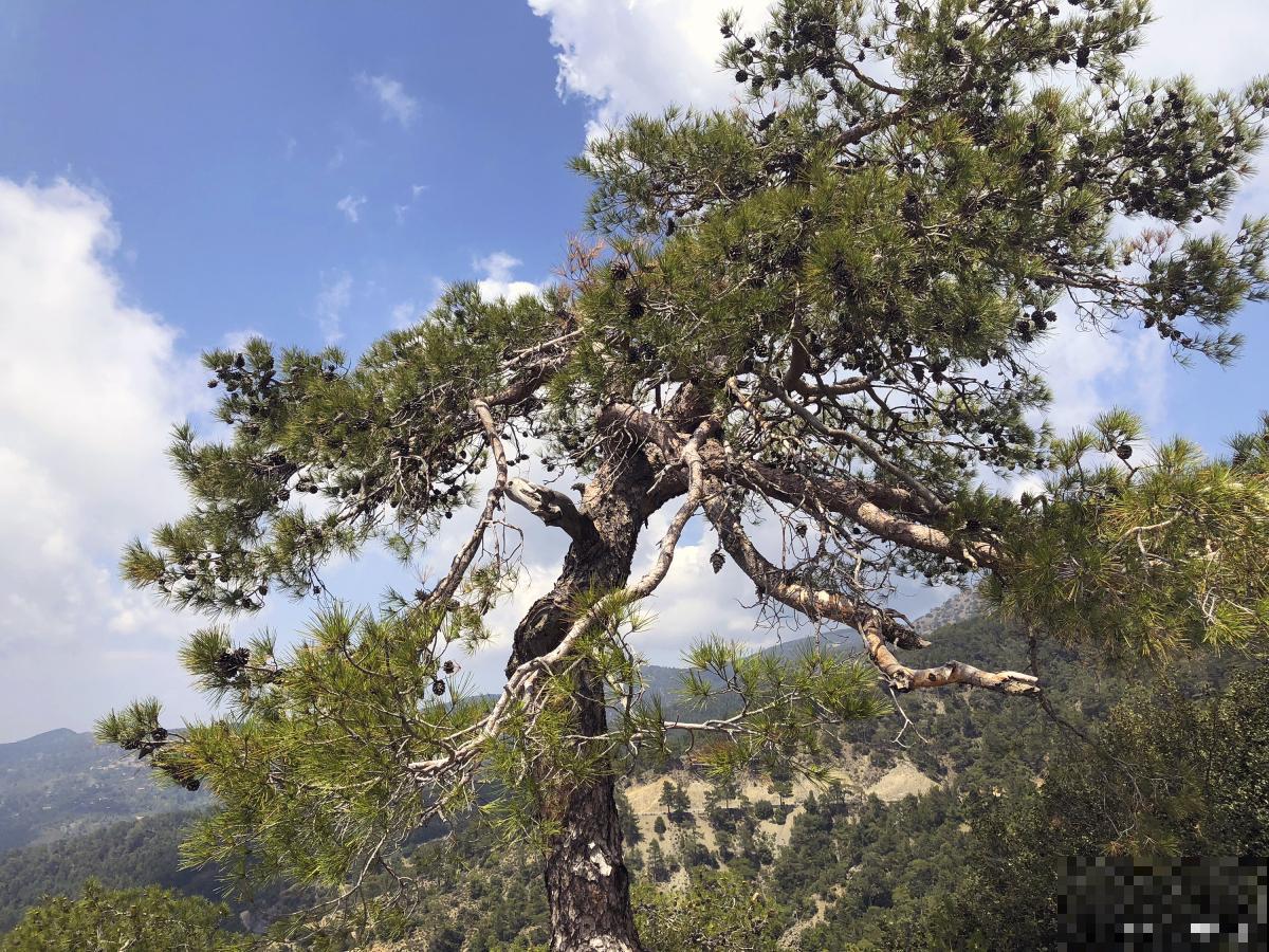 万年松植物怎么养殖 万年松植物怎么养殖
