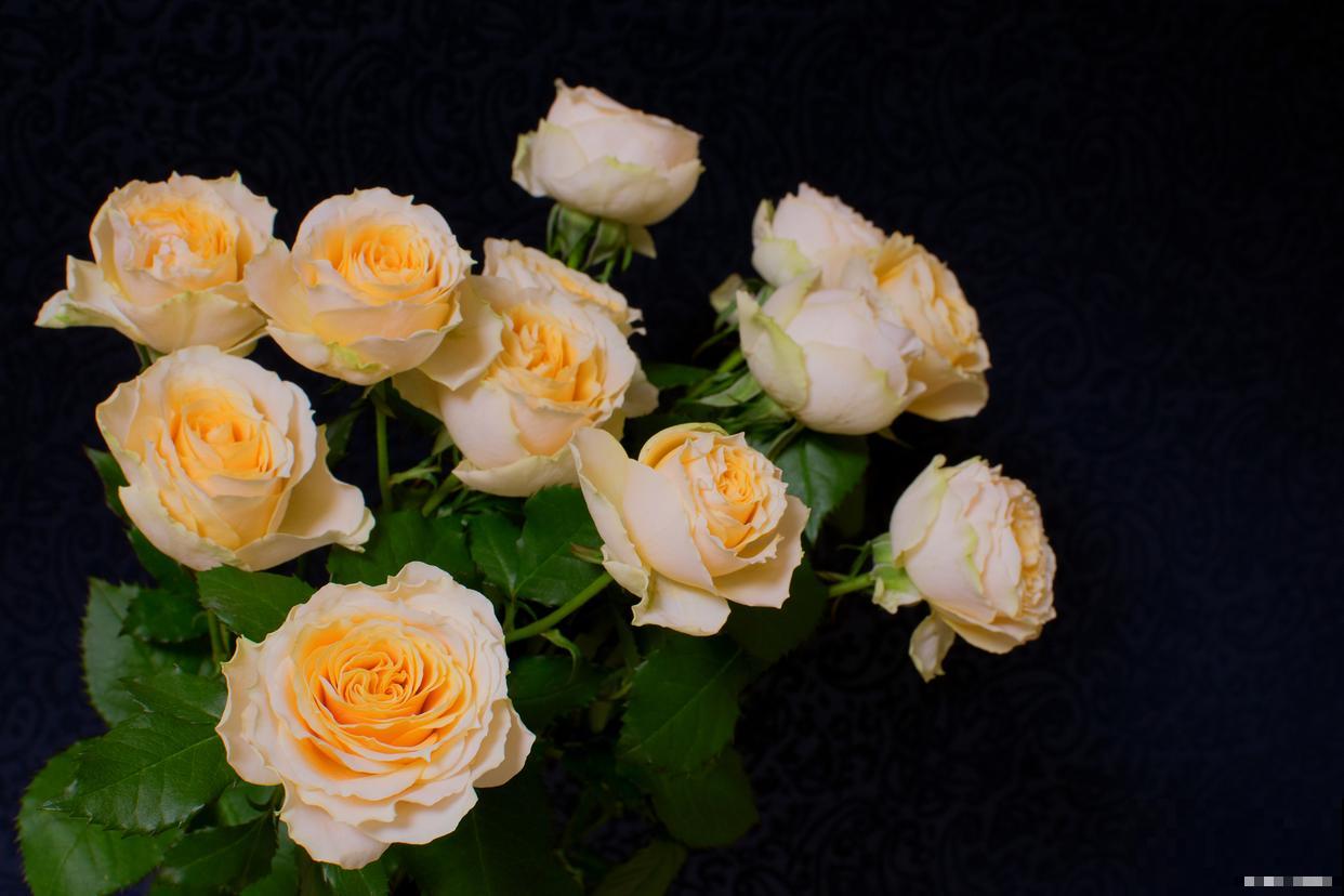 香水玫瑰的养殖方法和注意事项