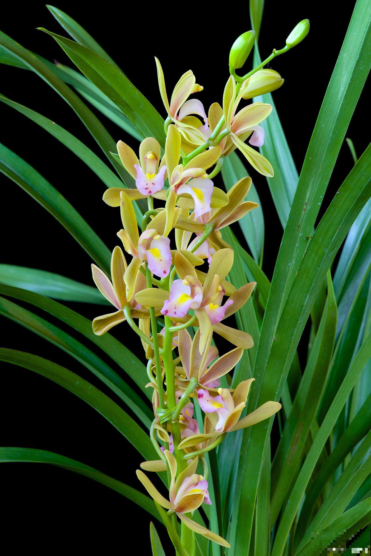 蕙兰怎么养殖方法和注意事项 蕙兰怎么养殖方法和注意事项