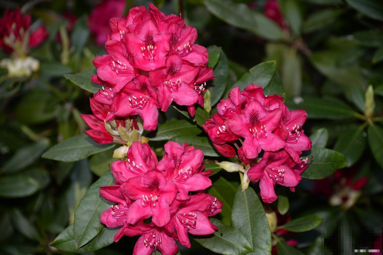 杜鹃如何繁殖的？