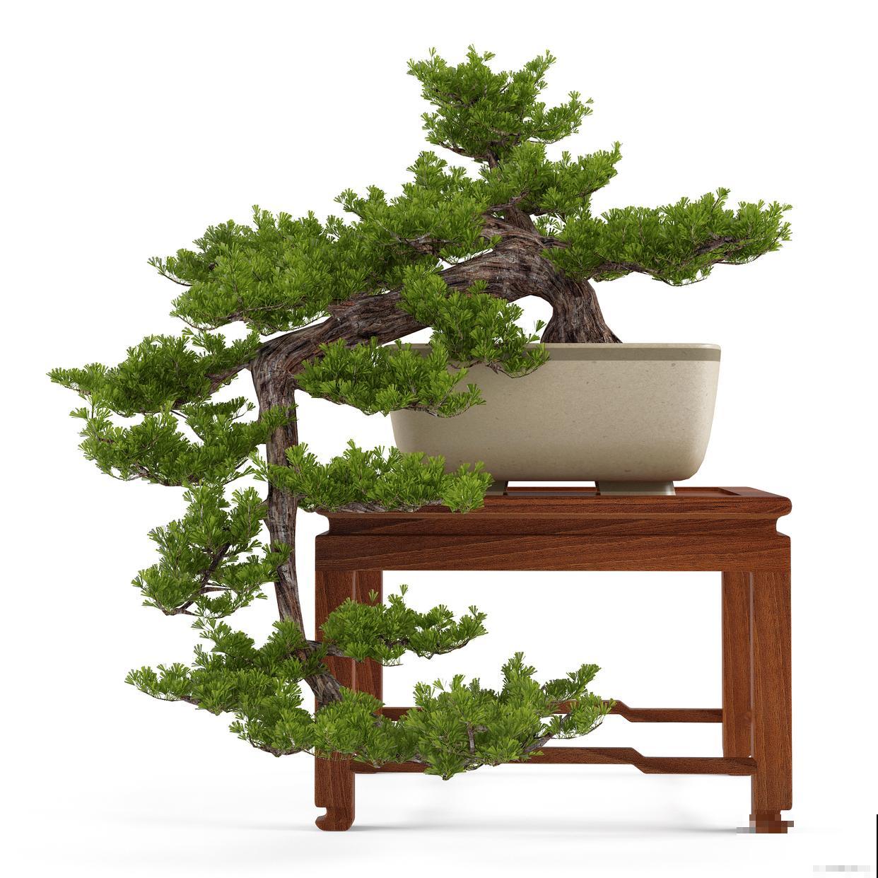 水山盆景怎么养? 水山盆景怎么养?