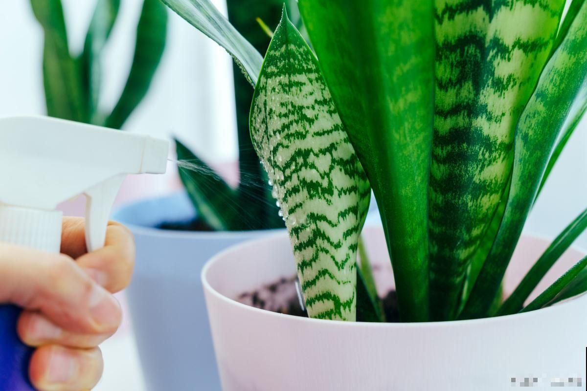 虎皮兰怎么养殖？