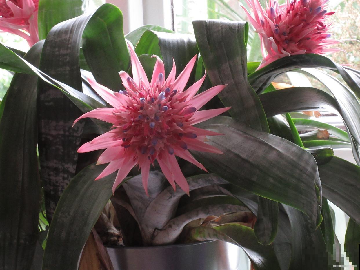 荷花令箭为什么不开花 荷花令箭为什么不开花