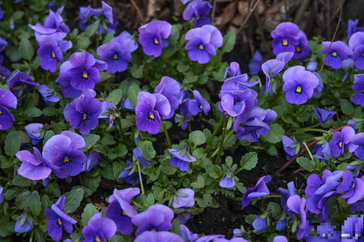 角堇晒了太阳焉了怎么回事