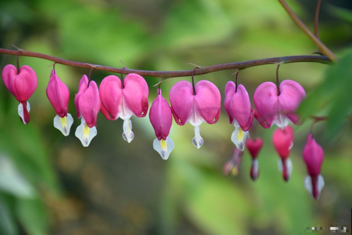 荷包牡丹盆栽如何养殖