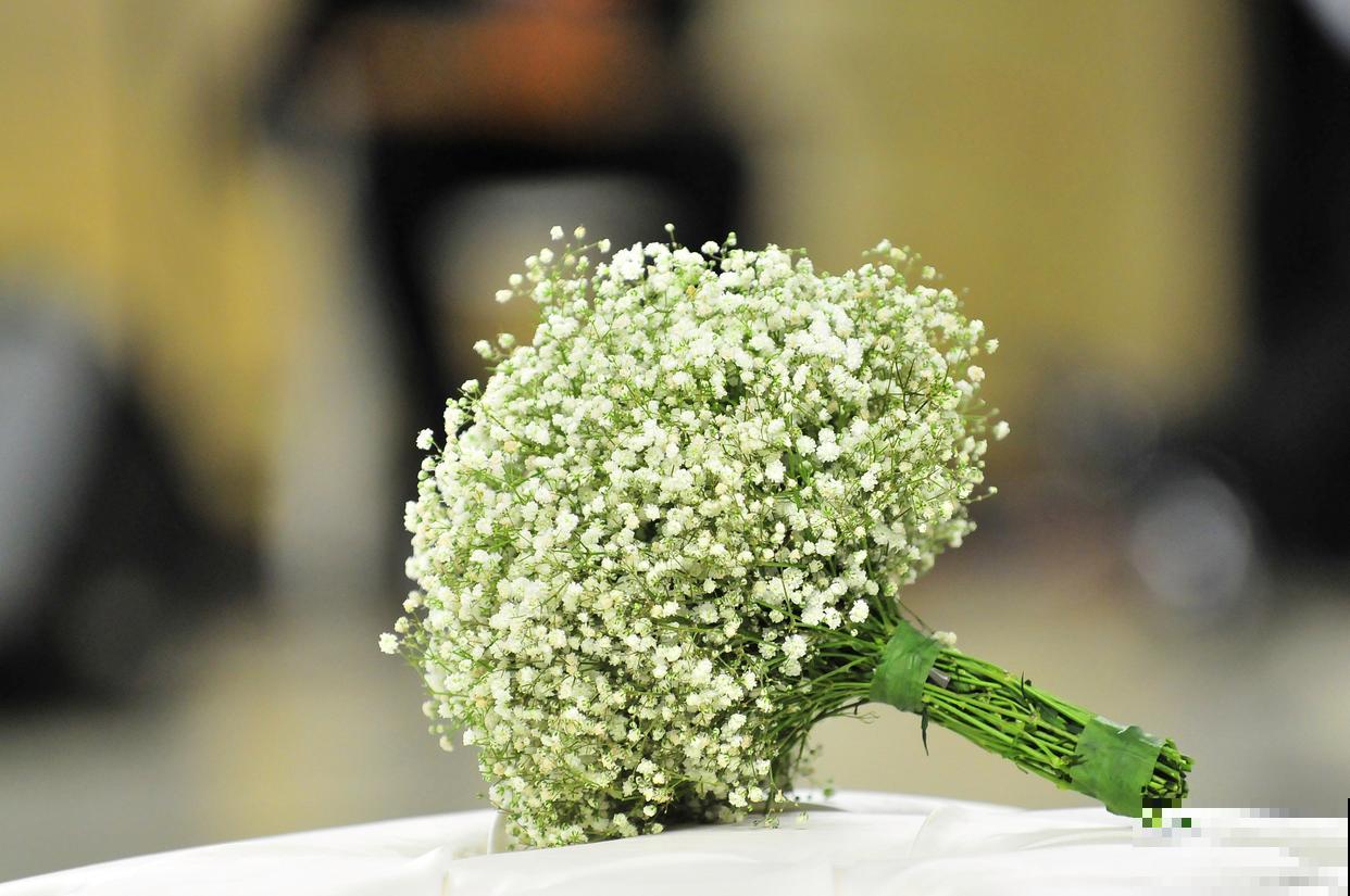 满天星种植方法和时间 满天星种植方法和时间