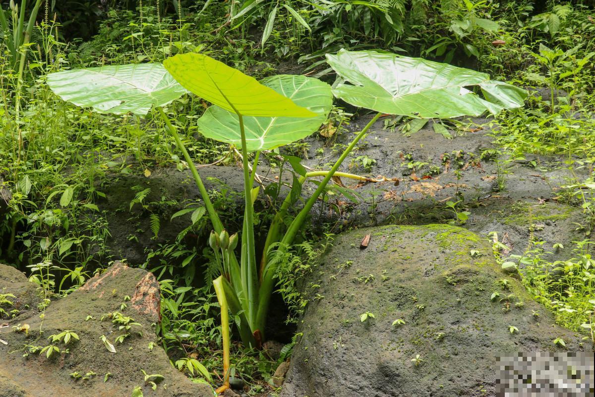滴水莲叶子发黄怎么办