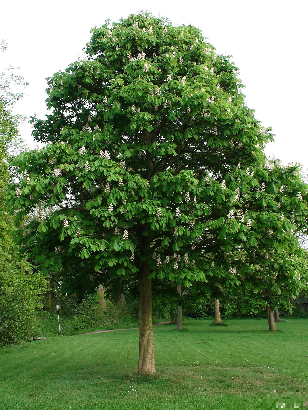 含笑树烂叶子怎么回事 含笑树烂叶子怎么回事