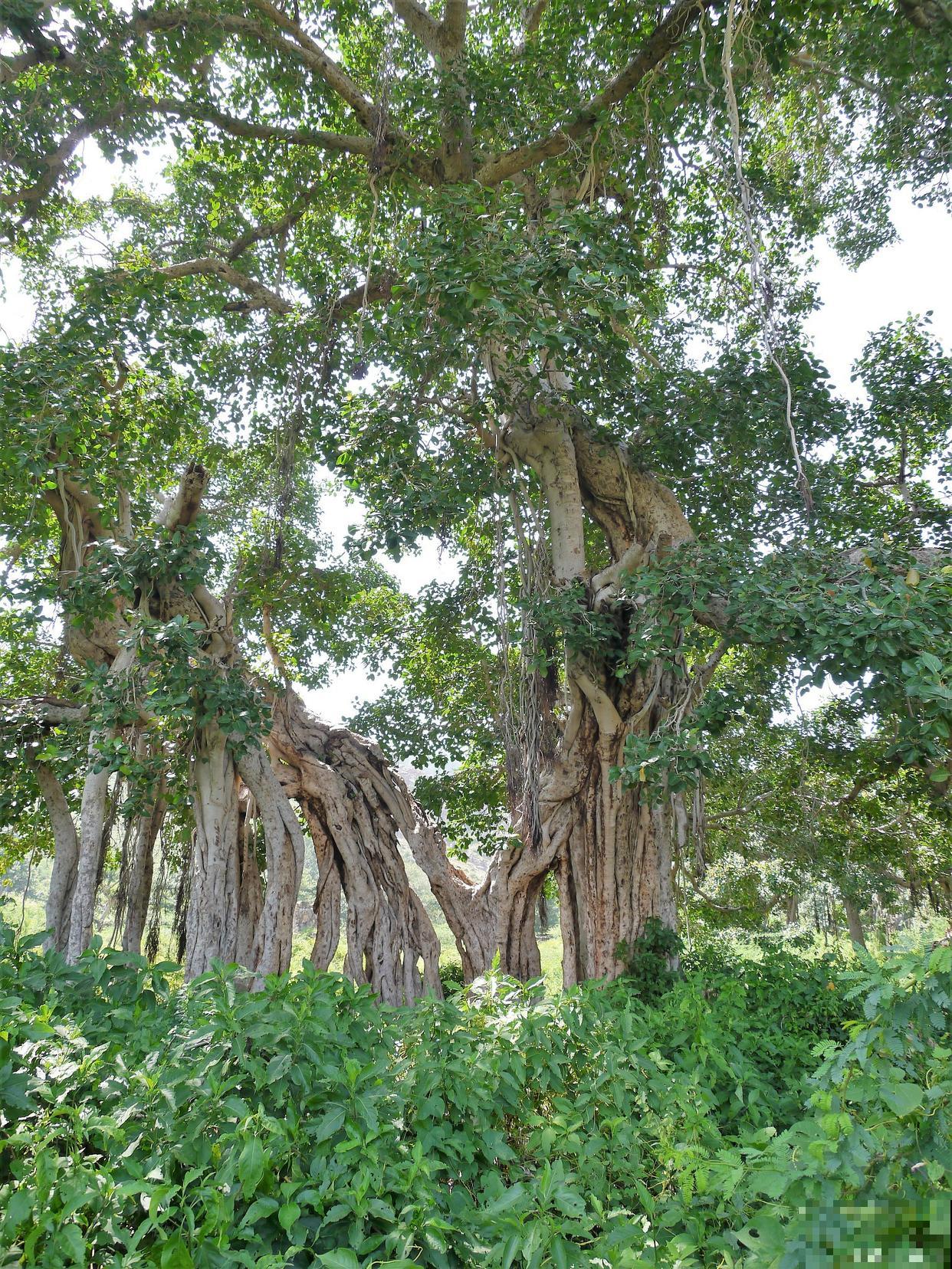 菩提树怎么养护？