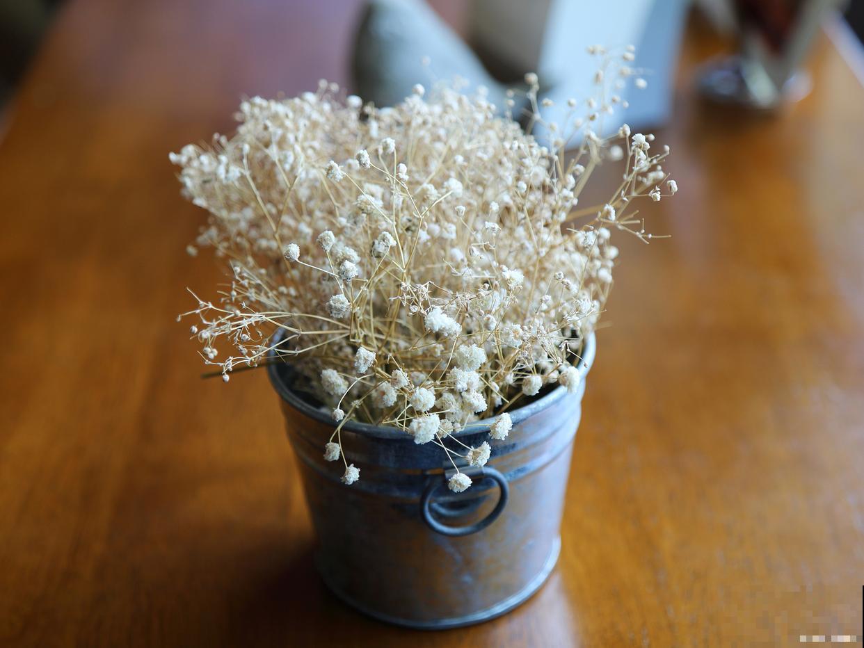 满天星种植方法和时间 满天星种植方法和时间