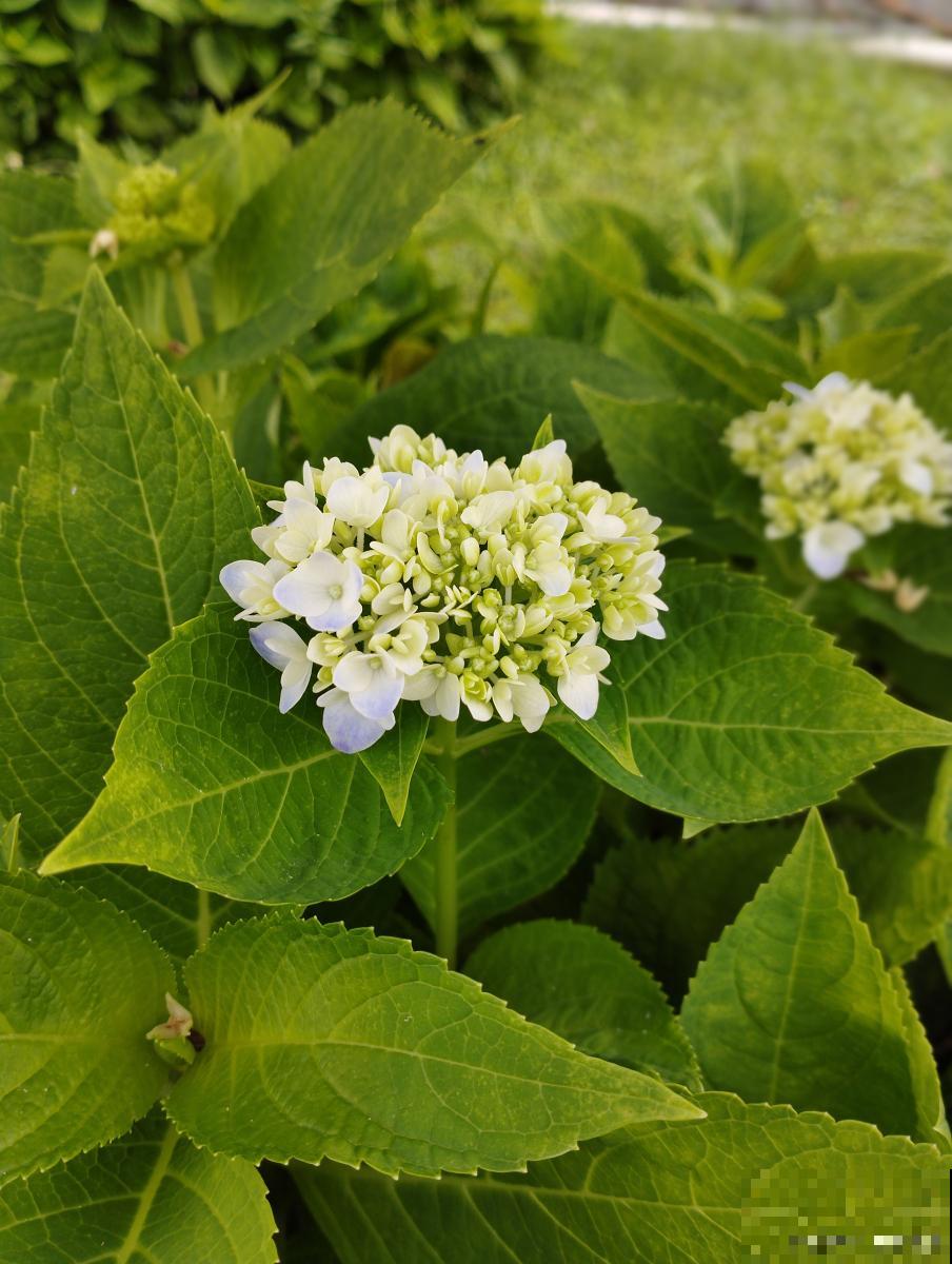 臭绣球怎么修剪? 臭绣球怎么修剪?