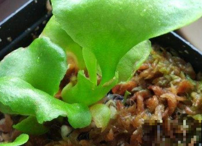 常见的养花水苔不要扔，主要有这2种用法，养花效果好