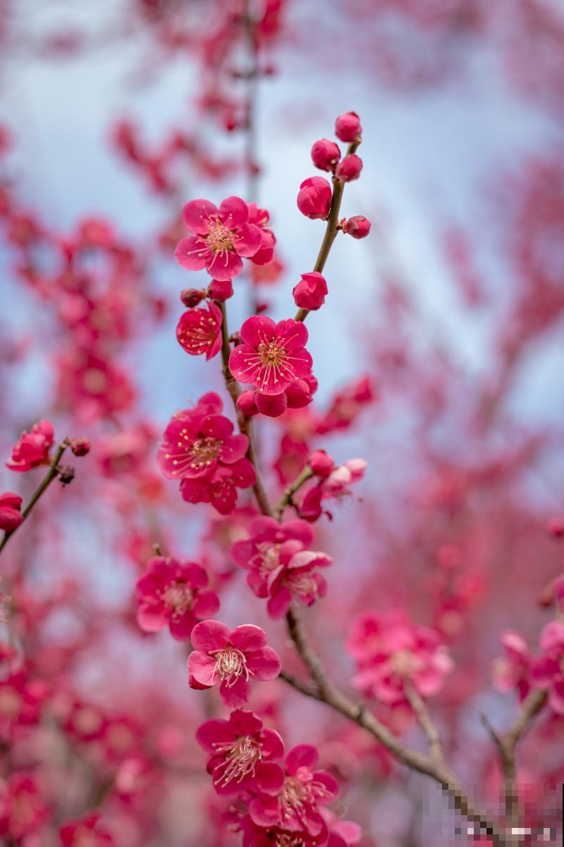 红梅为什么不开花