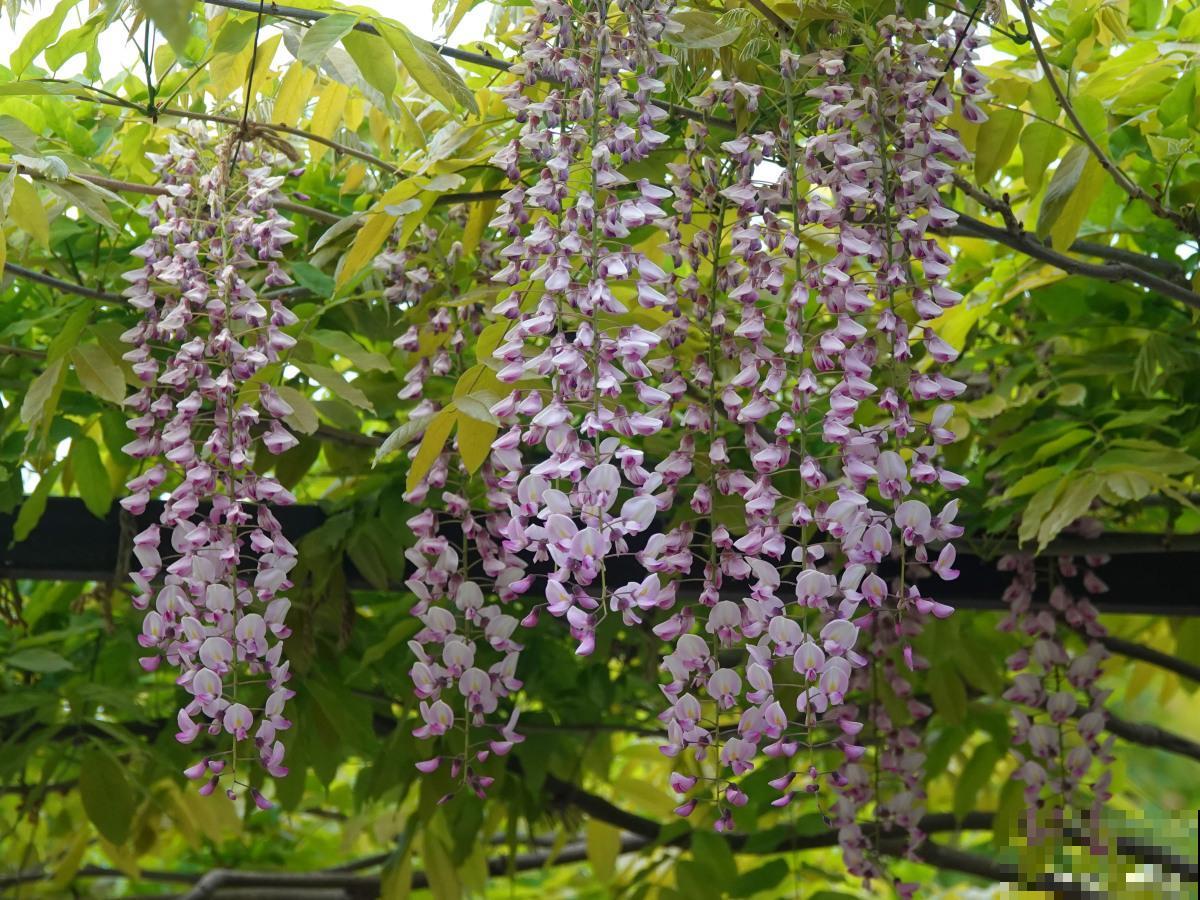 紫藤花什么时候种植