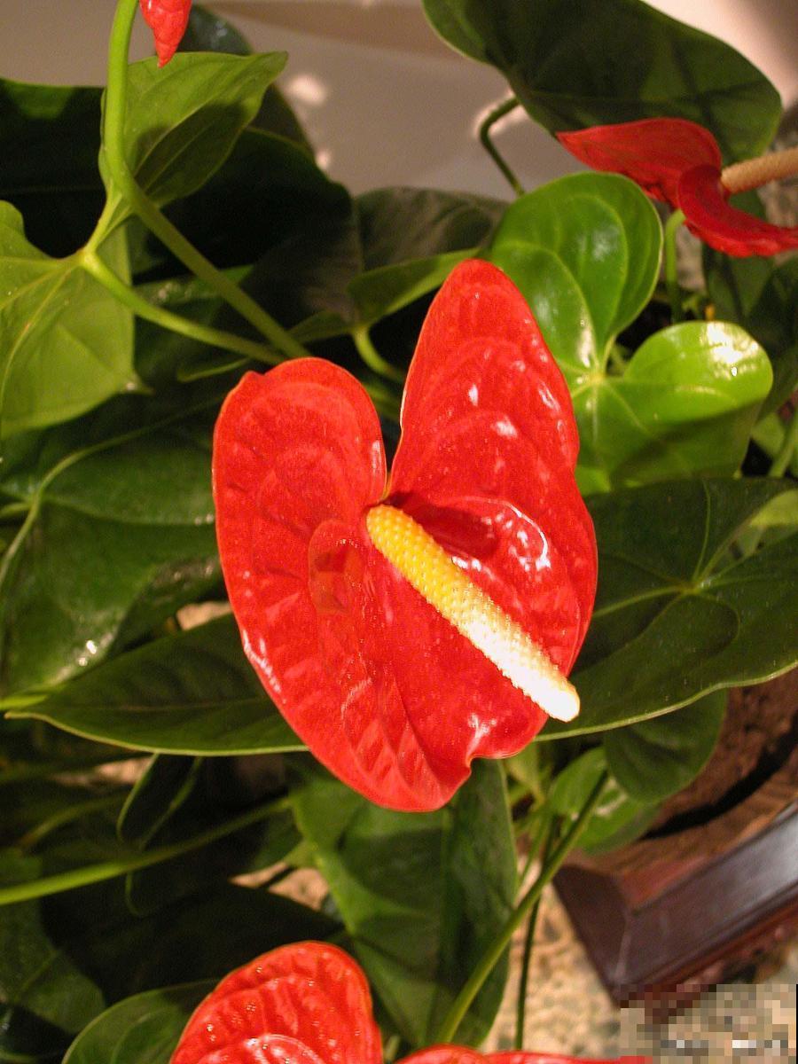 红掌为什么不红了 红掌为什么不红了