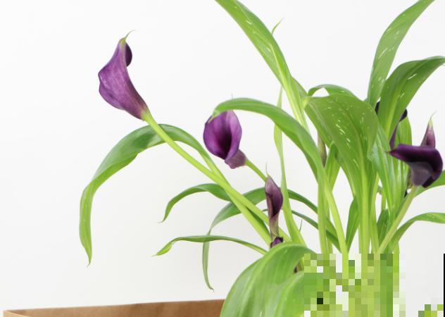 彩色马蹄莲第二年不开花，主要和这3点有关，处理好后面还能开