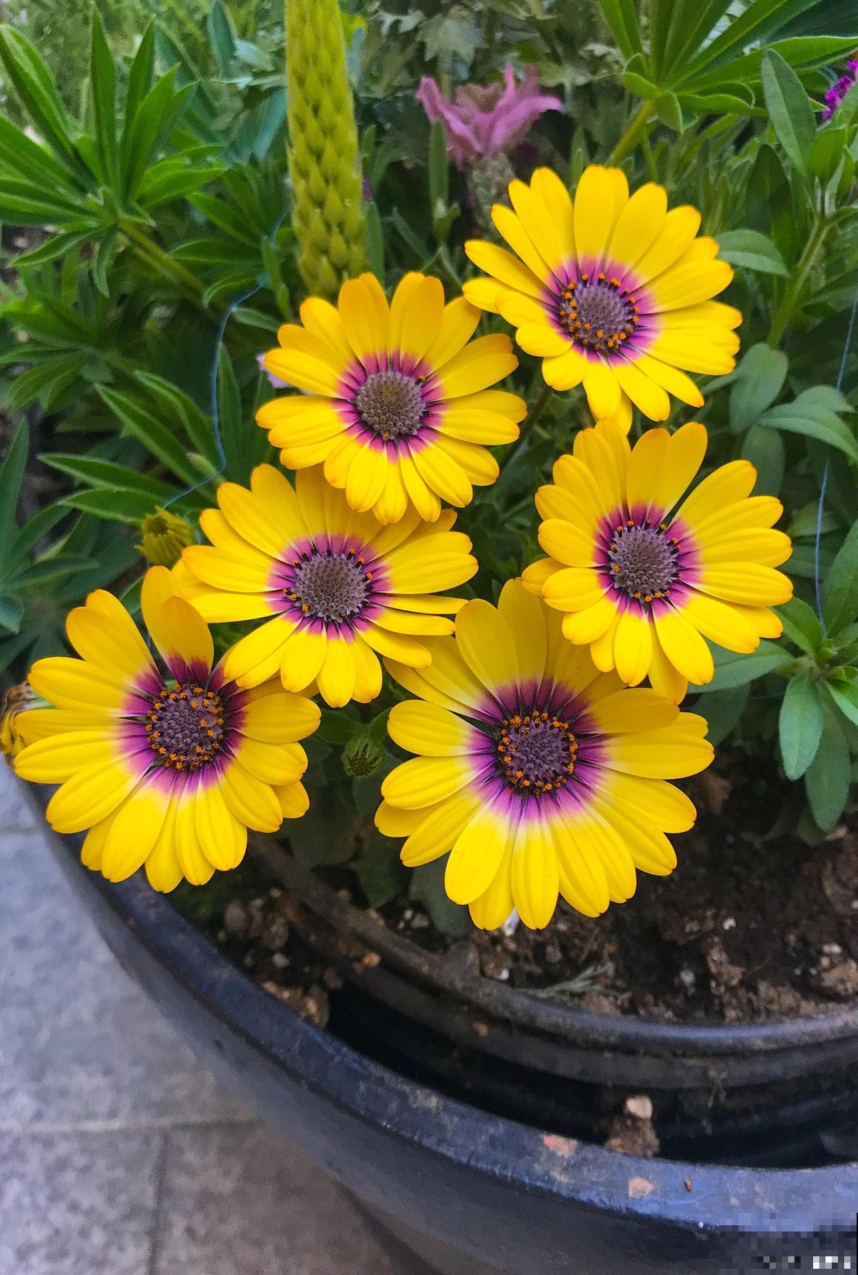 勋章菊夏天怎么养 勋章菊夏天怎么养