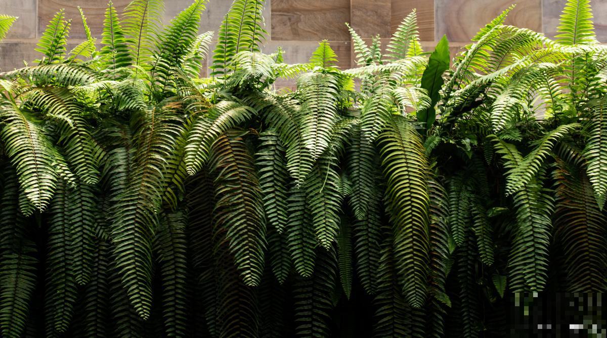 波士顿肾蕨怎么养 波士顿肾蕨怎么养