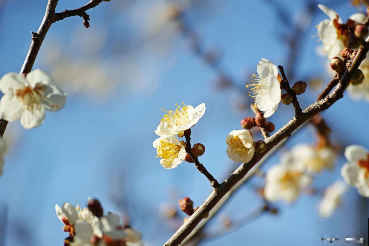 白梅什么时候开花