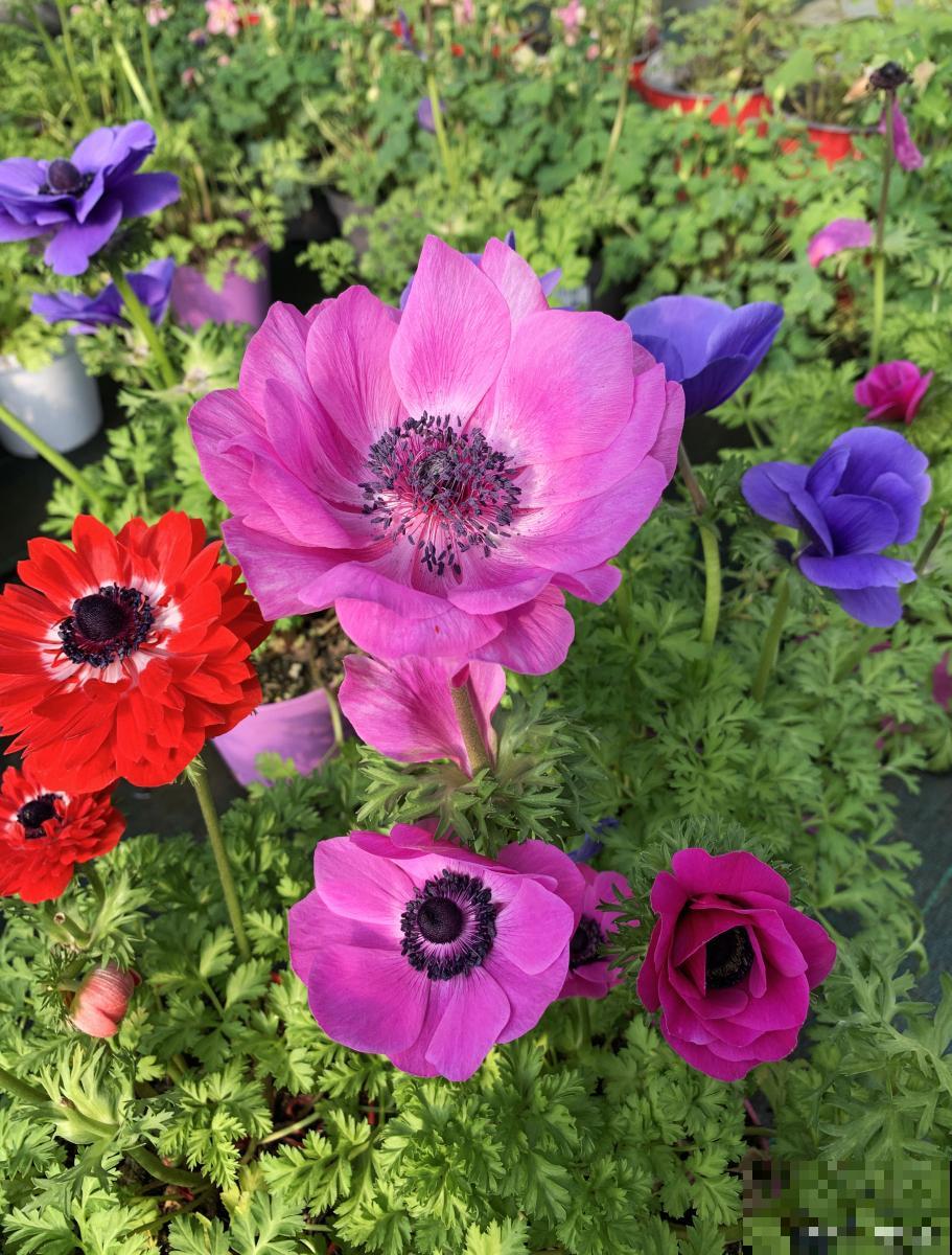 花毛茛枯萎了怎么办