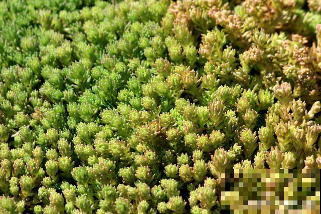 多肉球松怎么养殖 多肉球松怎么养殖