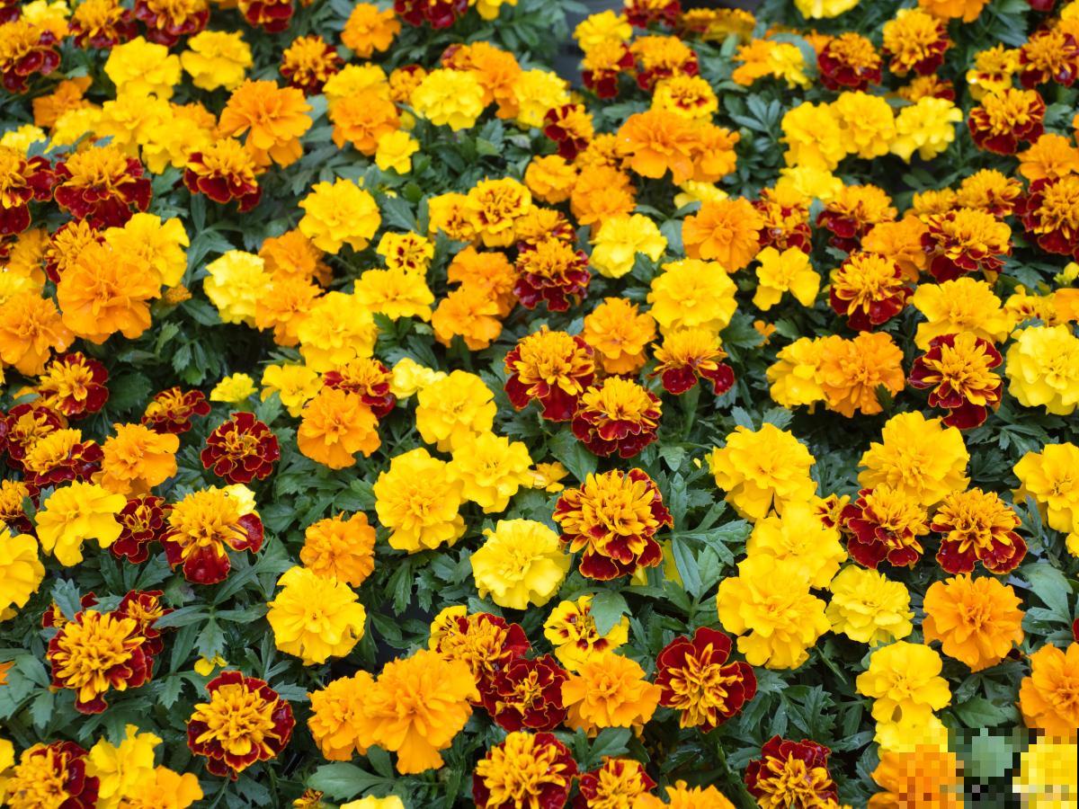 4月份适合种什么草花