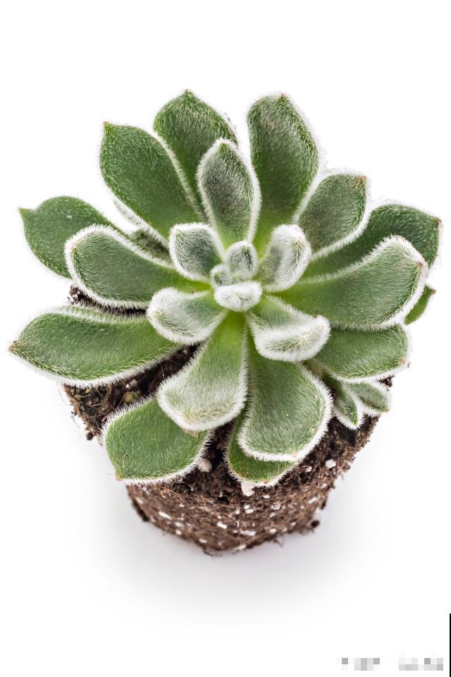 锦司晃多肉怎么养