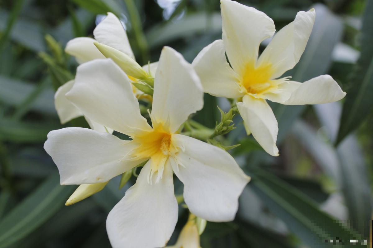 香雪兰怎么养殖？