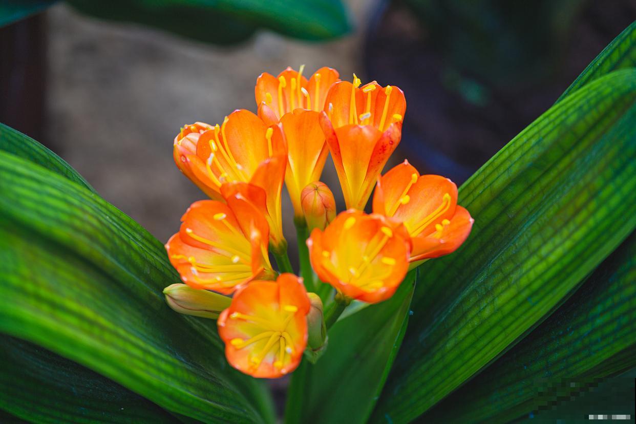 小君子兰怎么养? 小君子兰怎么养?