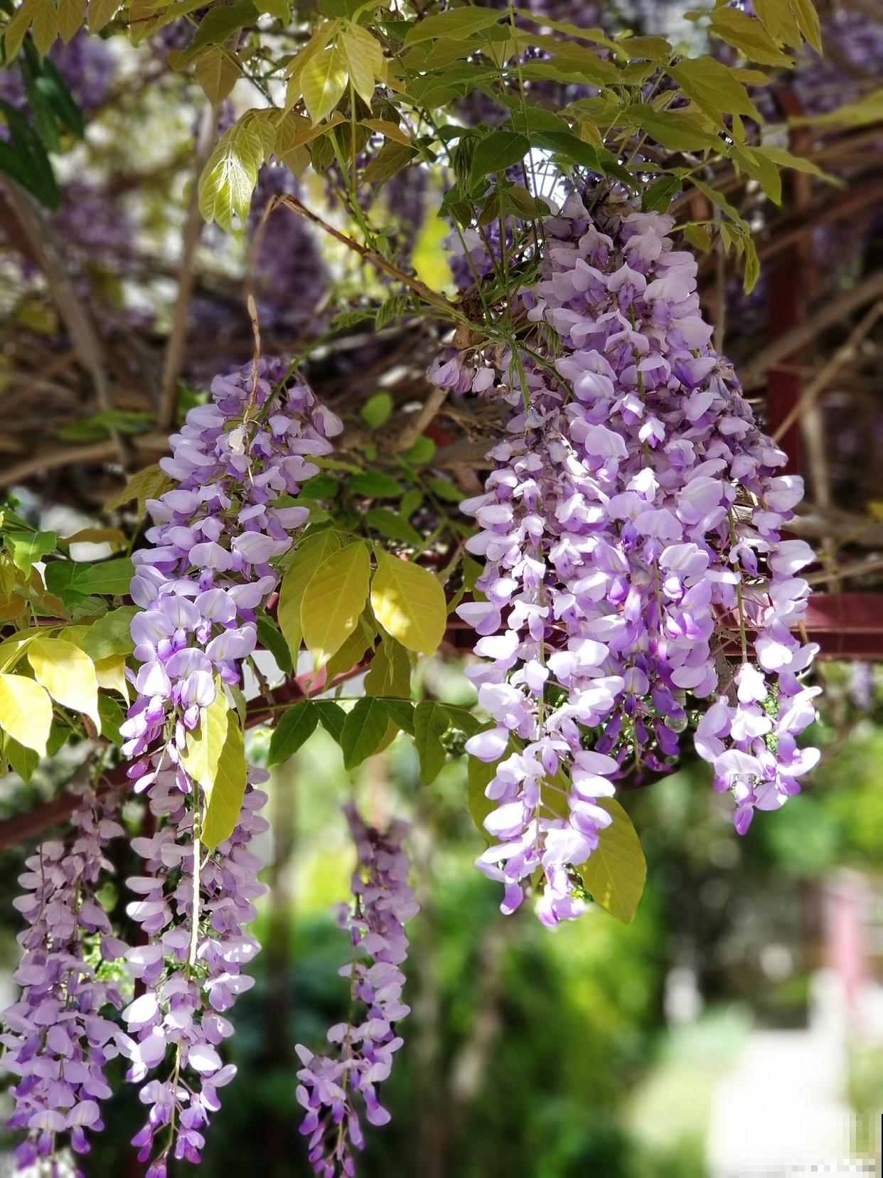 常见的藤本植物有哪些 常见的藤本植物有哪些