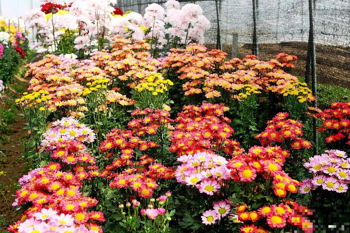 菊花根第二年还可以发芽吗 菊花根第二年还可以发芽吗