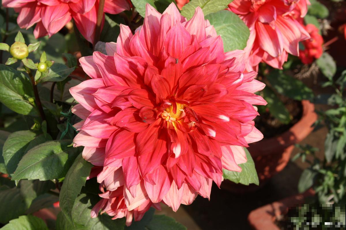 大丽花用什么肥？