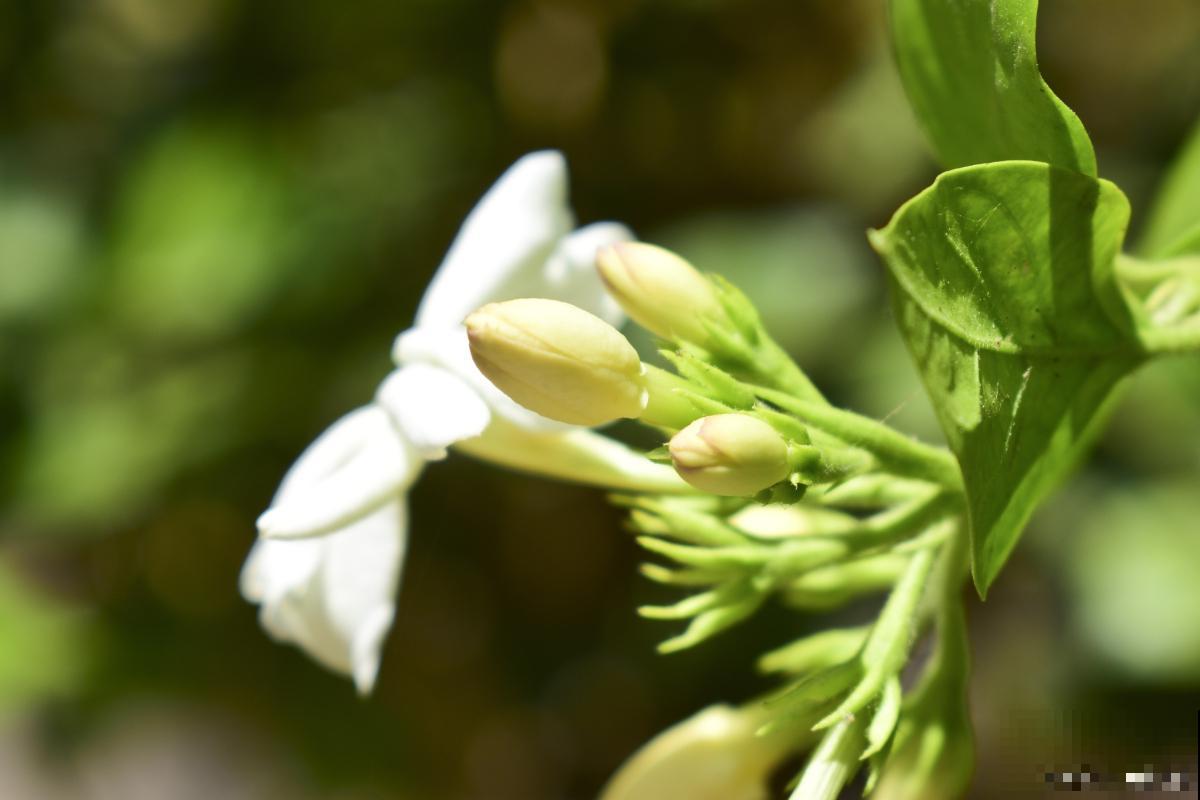 茉莉花有虫子怎么去除