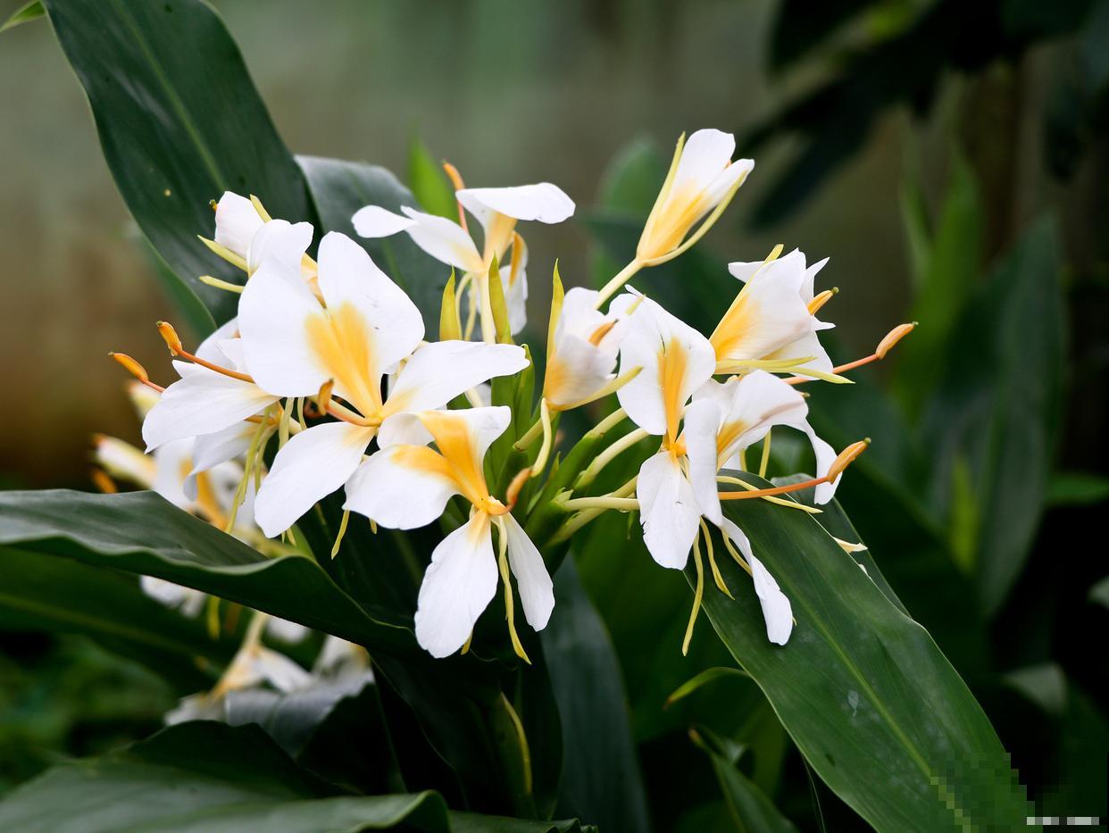 姜花块茎怎么种？