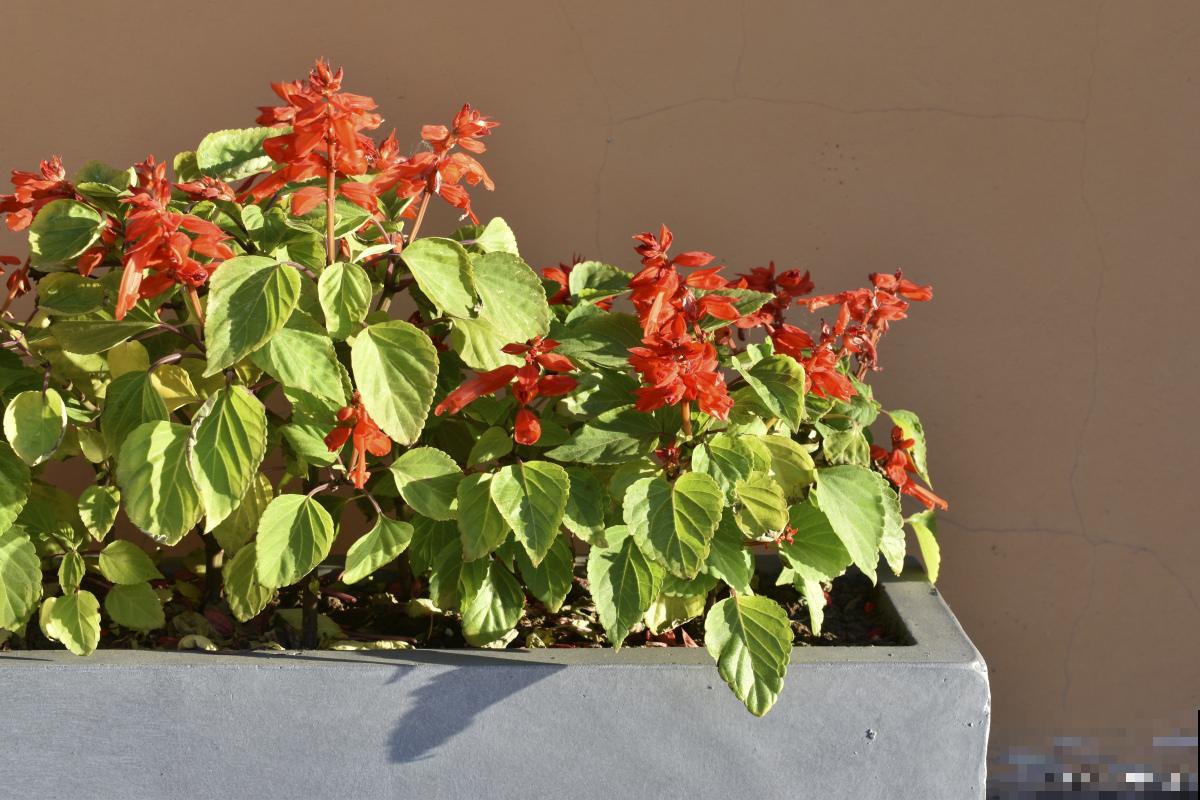 竹节海棠施什么肥