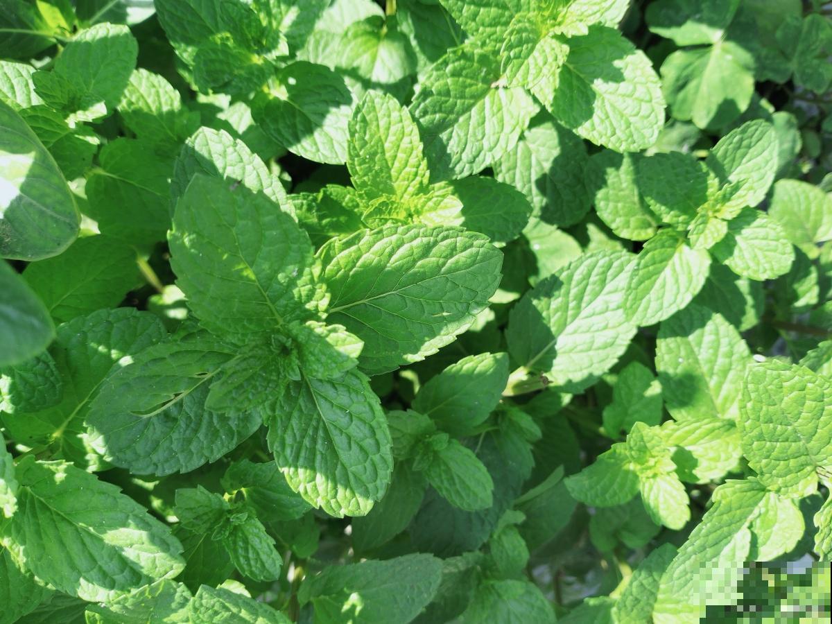 薄荷种类有哪些? 薄荷种类有哪些?