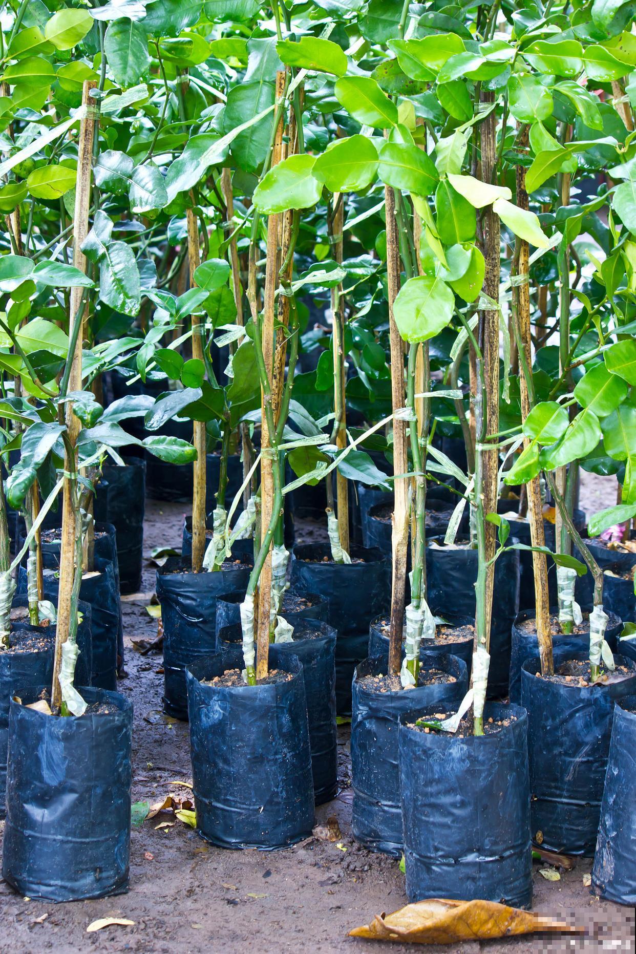 百香果的种植方法与管理
