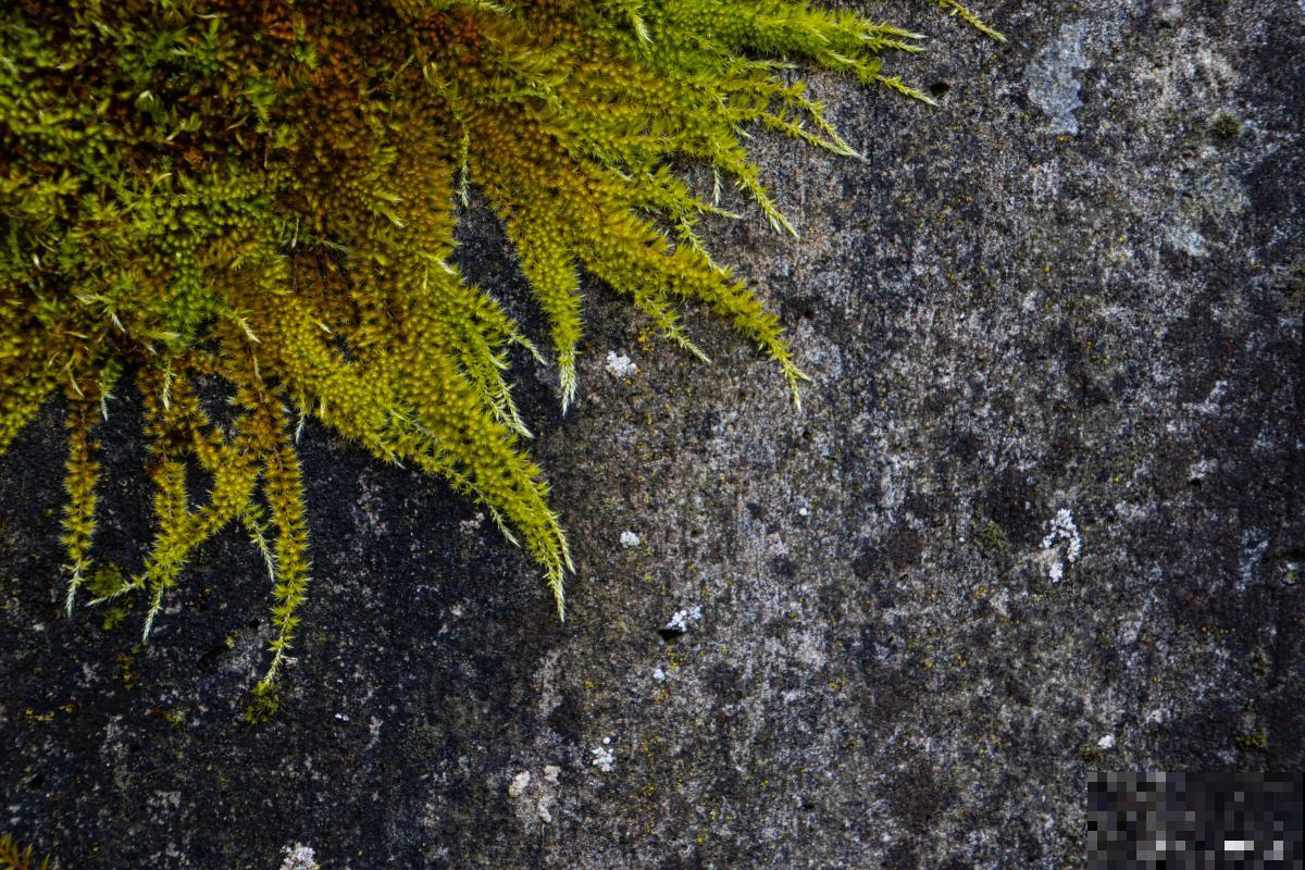 苔藓怎么养活的？
