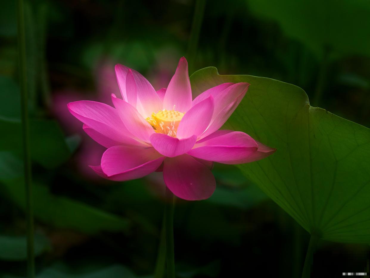 家养莲花怎么养？