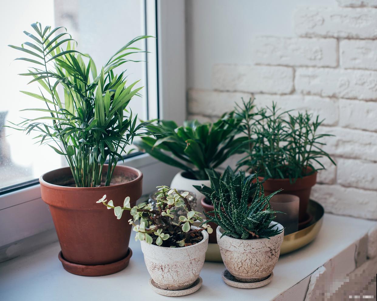 矮花盆适合养什么花 矮花盆适合养什么花