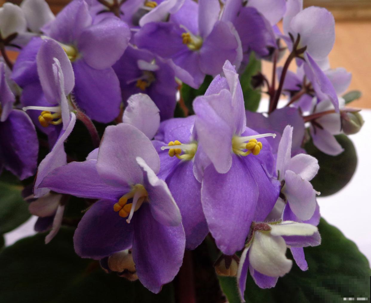 适合垂吊的花卉有哪些