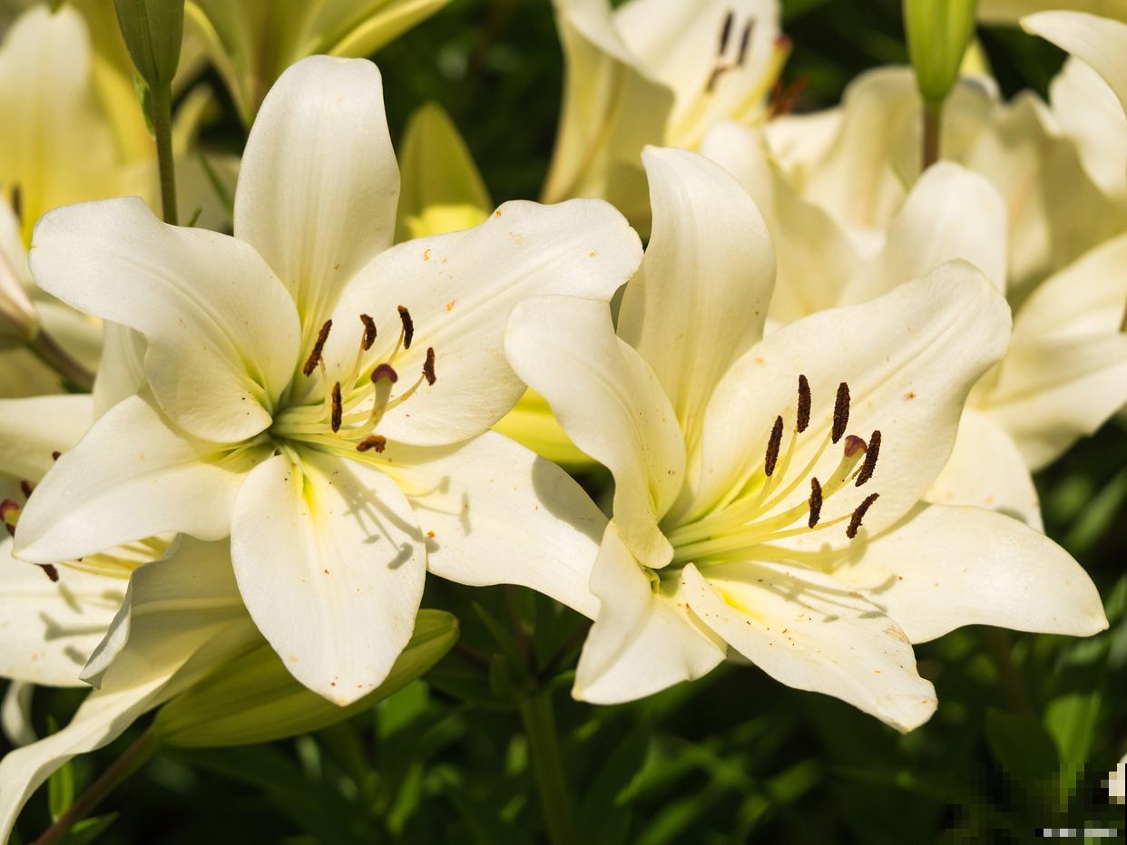 百合掉叶子是什么原因