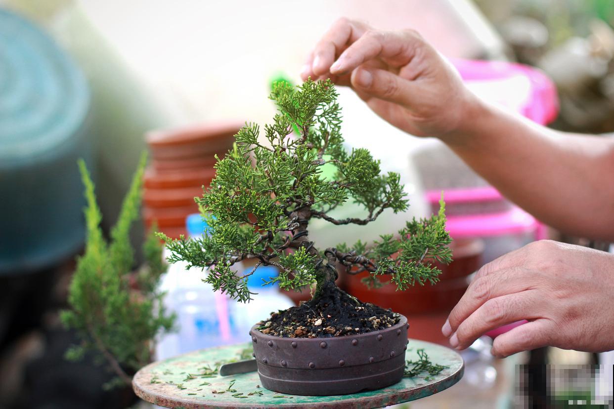 盆景剪枝切口怎么处理