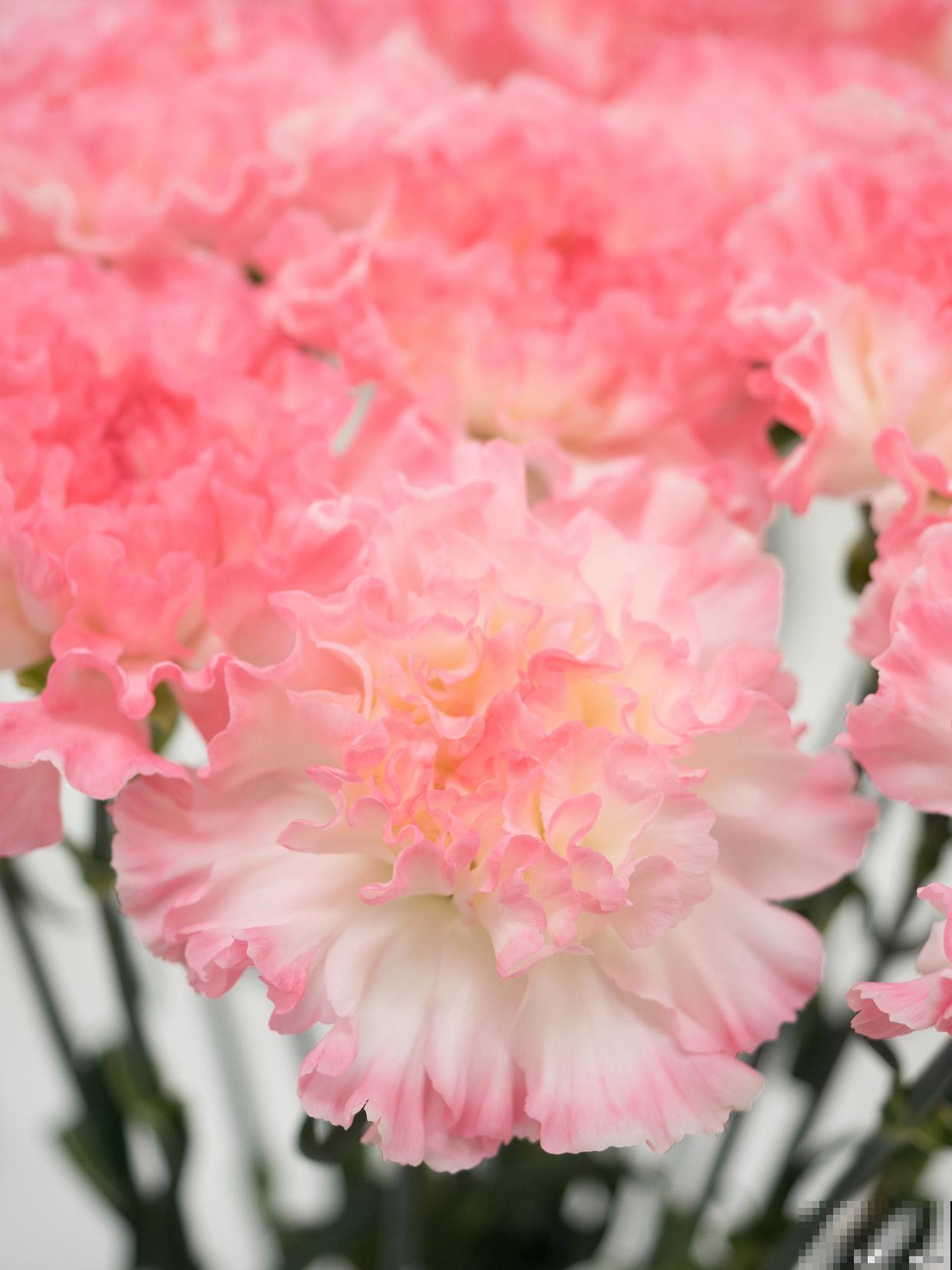 瓶插花花期最长的花 瓶插花花期最长的花