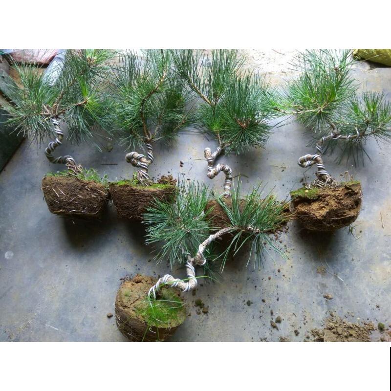 黑松小苗造型，主要有这2种方式，快来看看