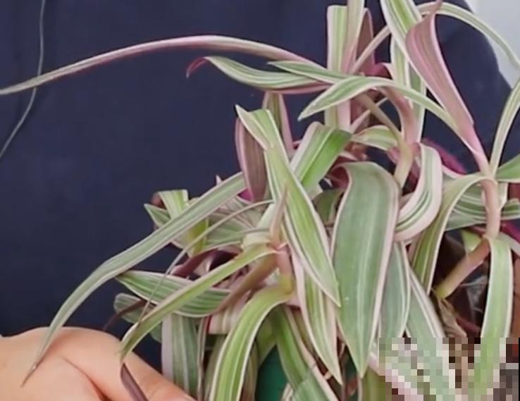 紫露兰养殖方法，赶紧看看这5种，长势旺盛